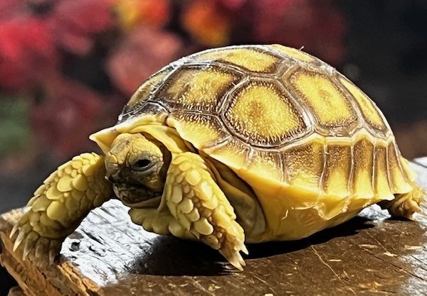 *2026* Sulcata Tortoise Hatchlings