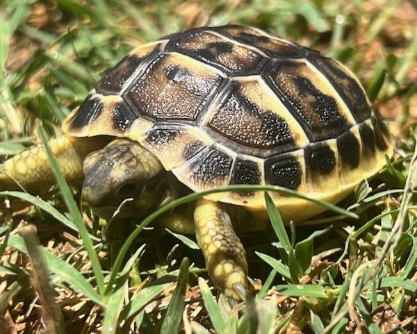 *2026* Western Hermanns Tortoise Hatchlings.