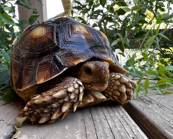 Juvenile Sulcata Tortoises