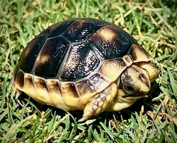 *2026* Marginated Tortoise Hatchlings