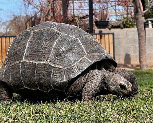 Sub Adult Aldabra Tortoise