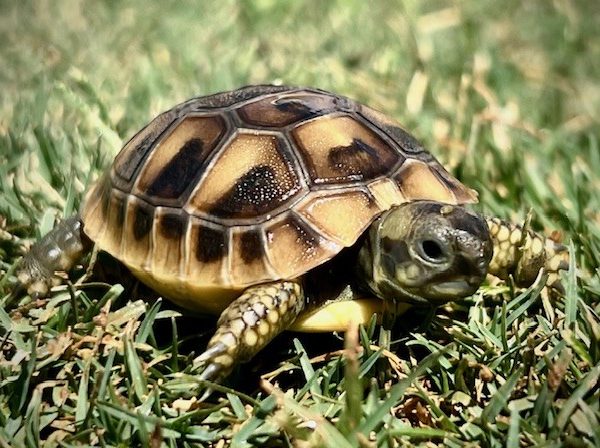 *2026* Eastern Hermann's Tortoise Hatchlings