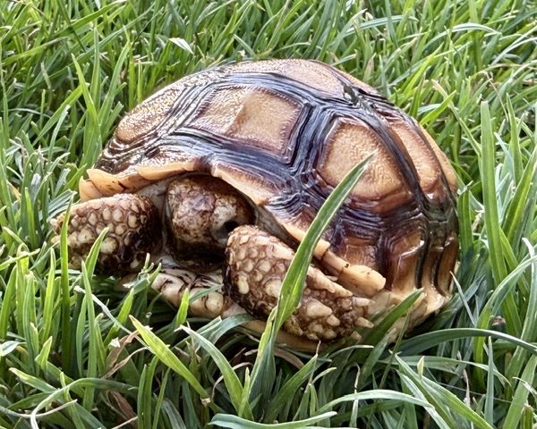 Yearling Sulcata Tortoises