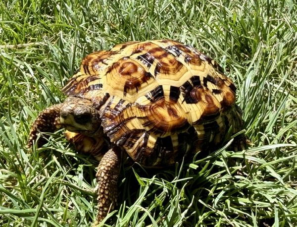 Juvenile Flat Tailed Spider Tortoise