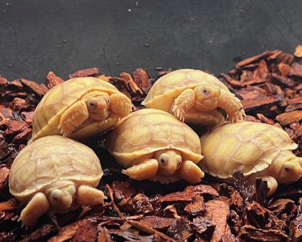 2026 Ivory Sulcata Tortoise Hatchlings